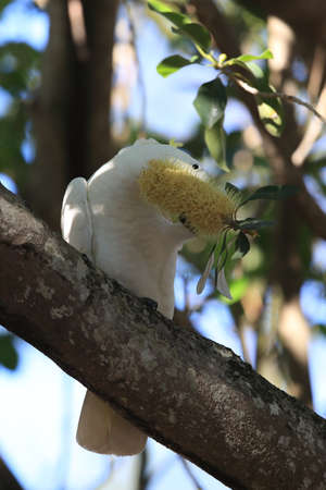 sulphur-crested cockatoo (Cacatua galerita),queensland australiaの写真素材