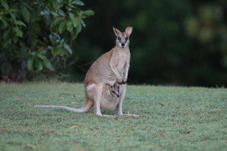 kangaroo on beach at sunrise, mackay, north queensland, australia