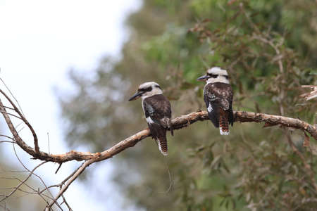 laughing kookaburra (Dacelo novaeguineae) Queensland , Australiaの写真素材