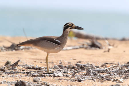 beach stone-curlew (Esacus magnirostris)  Magnetic Island , Queensland, Australiaの写真素材