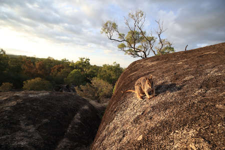 Mareeba rock wallabies at Granite Gorge,queensland australiaの写真素材