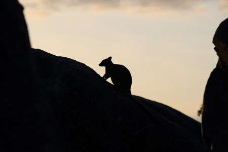 Mareeba rock wallabies at Granite Gorge,queensland australiaの写真素材