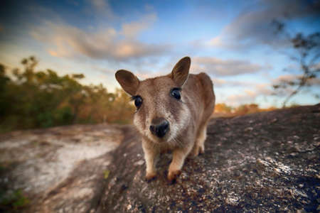 Mareeba rock wallabies at Granite Gorge,queensland australiaの写真素材