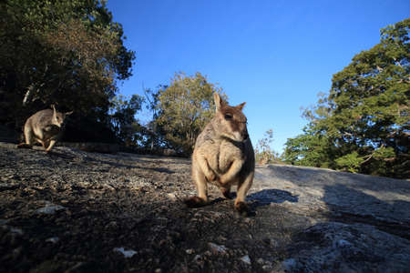 Mareeba rock wallabies at Granite Gorge,queensland australiaの写真素材