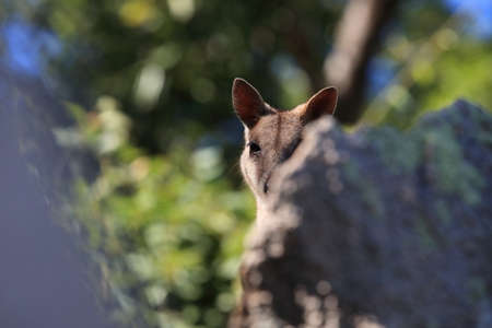 allied rock-wallaby , Petrogale assimilis Magnetic Island in Queensland,の写真素材