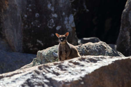 allied rock-wallaby , Petrogale assimilis Magnetic Island in Queensland,の写真素材