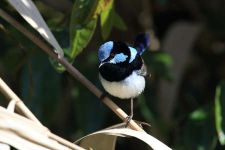 Superb Fairywren (Malurus cyaneus)  Queensland Australiaの写真素材