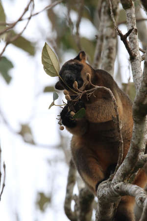 A Lumholtz's tree-kangaroo (Dendrolagus lumholtzi) rests high in a tree in a dry forest  Queensland,
