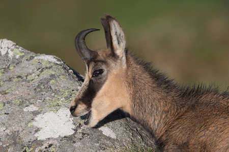 Chamois (Rupicapra rupicapra)  Vosges Mountains, Franceの写真素材