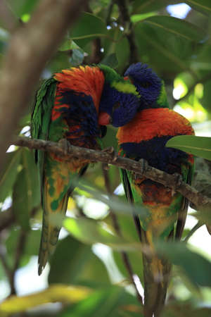 Rainbow Lorikeet, Queensland, Australia