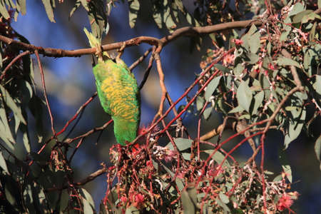scaly-breasted lorikeet looking for forage queensland australia