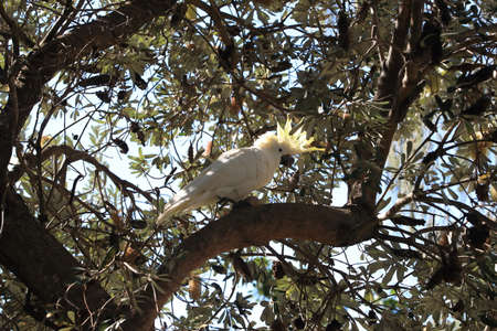 sulphur-crested cockatoo (Cacatua galerita),queensland australiaの写真素材