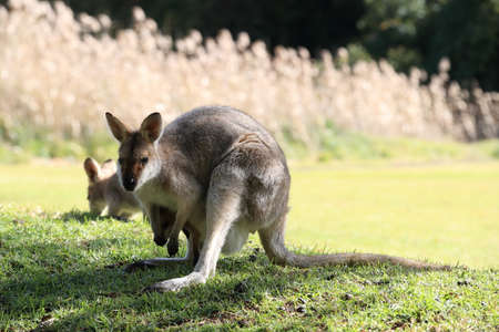 red-necked wallaby or Bennett's wallaby (Macropus rufogriseus) Bunya Mountains, Queensland,...