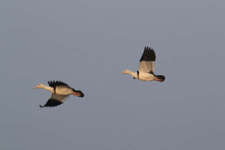 radjah shelduck (Radjah radjah) Queensland, Australia