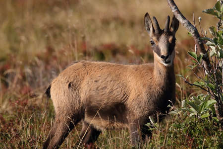 Chamois (Rupicapra rupicapra)  Vosges Mountains, Franceの写真素材