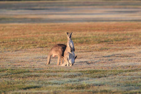 eastern grey kangaroo (Macropus giganteus) in the morning at the food intake ,Queensland ,Australiaの写真素材