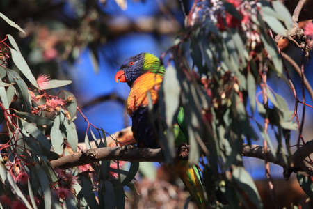 Rainbow Lorikeet, Queensland, Australiaの写真素材
