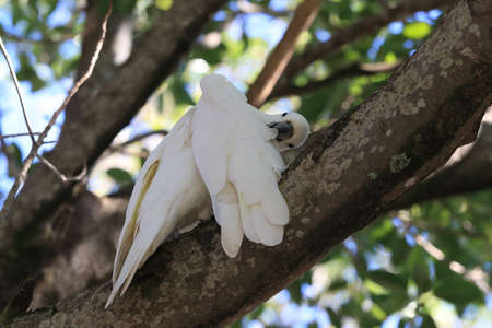 sulphur-crested cockatoo (Cacatua galerita),queensland australiaの写真素材