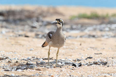 beach stone-curlew (Esacus magnirostris)  Magnetic Island , Queensland, Australiaの写真素材