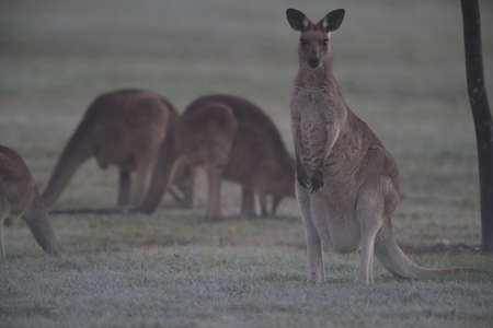 eastern grey kangaroo (Macropus giganteus) in the morning at the food intake ,Queensland ,Australia
