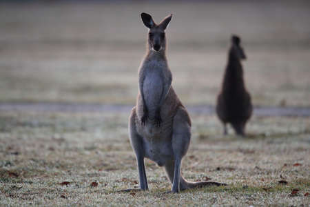 eastern grey kangaroo (Macropus giganteus) in the morning at the food intake ,Queensland ,Australiaの写真素材