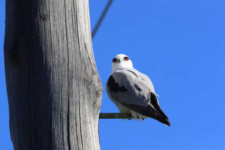 black-winged kite (Elanus caeruleus),black-shouldered kite, Queensland , Australia