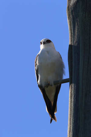 black-winged kite (Elanus caeruleus),black-shouldered kite, Queensland , Australia