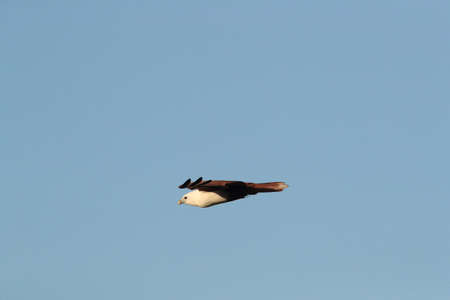 Brahminy Kite (Haliastur indus) Queensland, Australiaの写真素材