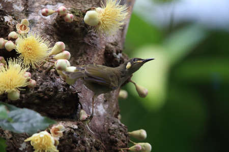 yellow-spotted honeyeater (Meliphaga notata) in daintree rainforest, Queensland ,Australiaの写真素材