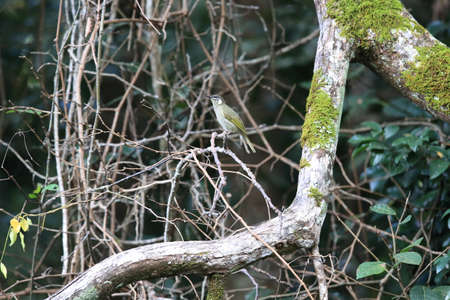yellow-spotted honeyeater (Meliphaga notata) in daintree rainforest, Queensland ,Australia
