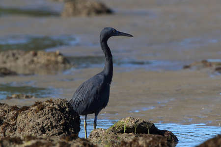 Pacific reef heron (Egretta sacra) Queensland, Australia の写真素材