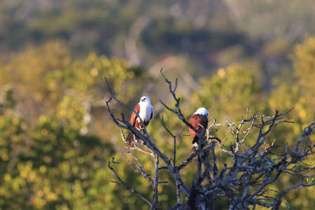 Brahminy Kite (Haliastur indus) Queensland, Australiaの写真素材