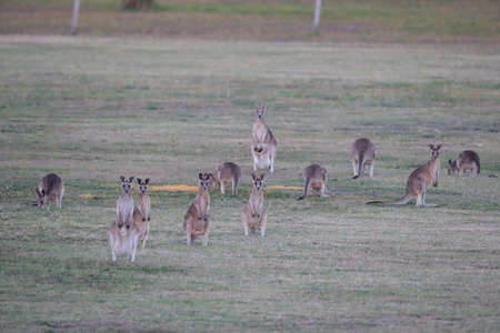 eastern grey kangaroo (Macropus giganteus) in the morning at the food intake ,Queensland ,Australia の写真素材