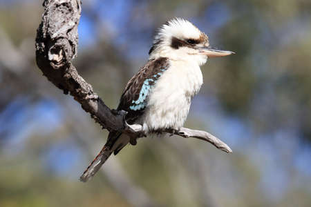 laughing kookaburra (Dacelo novaeguineae) Queensland , Australiaの写真素材