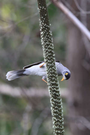 noisy miner (Manorina melanocephala),queensland australia