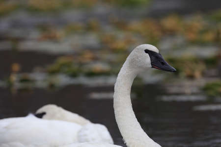 Trumpeter Swan (Cygnus buccinator) Teton , USAの写真素材