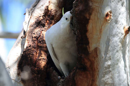 Sulphur-Crested Cockatoo (Cacatua galerita),  Australia