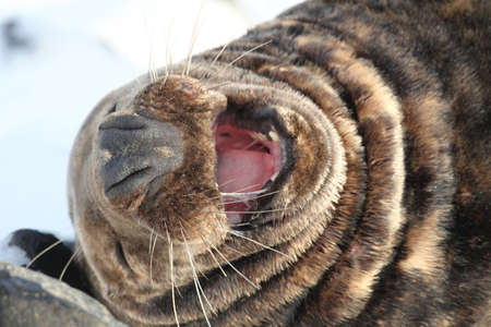 Gray Seal (Halichoerus grypus) Bull,  Helgoland Germanyの写真素材