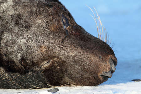 Gray Seal (Halichoerus grypus) Bull,  Helgoland Germanyの写真素材