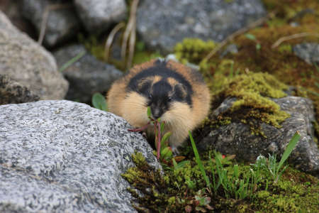 Norwegian lemming,in the natural habitat,  Jotunheimen Norwayの写真素材