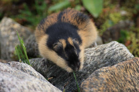 Norwegian lemming,in the natural habitat,  Jotunheimen Norwayの写真素材