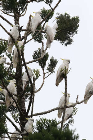 Sulphur-Crested Cockatoo (Cacatua galerita),  Australia