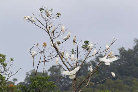 Sulphur-Crested Cockatoo (Cacatua galerita),  Australiaの写真素材