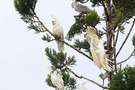 Sulphur-Crested Cockatoo (Cacatua galerita),  Australiaの写真素材