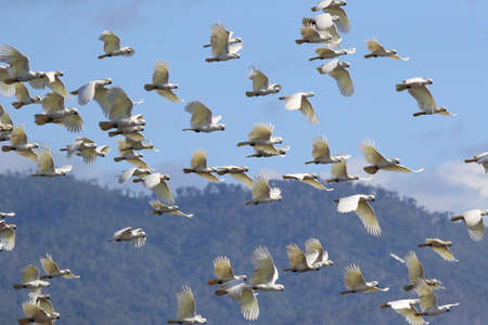 Sulphur-Crested Cockatoo (Cacatua galerita),  Australia