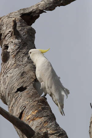 Sulphur-Crested Cockatoo (Cacatua galerita),  Australia