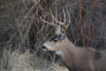 Deer Bosque del Apache National Wildlife Refuge