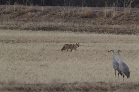 Coyote in Bosque del Apache national wildlife refuge in New Mexico