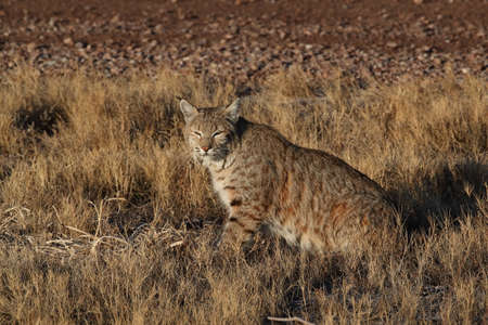 Bobcat (Lynx rufus) Bosque del Apache National Wildlife Refugeの写真素材