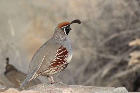 Gambel's Quail New Mexicoの写真素材